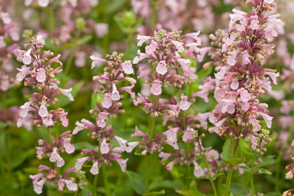 <i>Nepeta</i> 'Pink Candy'