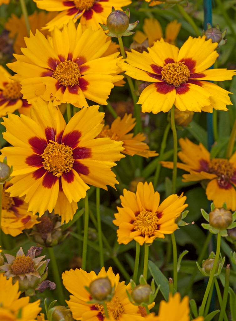 Coreopsis grandiflora &Domino& | large-flowered tickseed &Domino ...