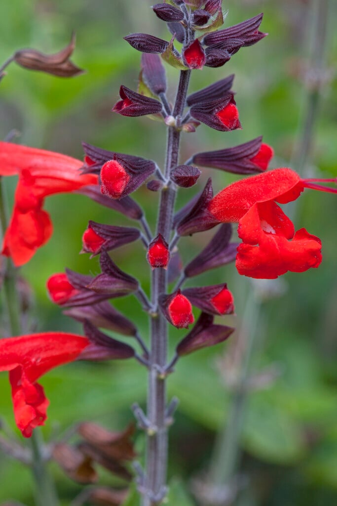 <i>Salvia</i> <i>coccinea</i> 'Forest Fire'