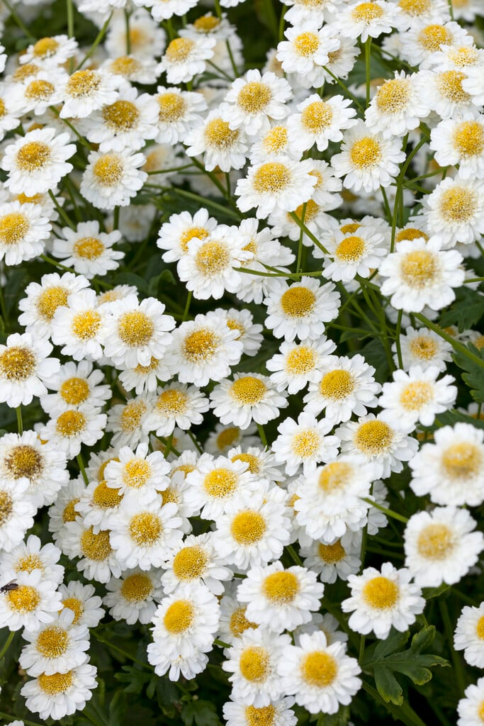 <i>Tanacetum</i> <i>parthenium</i> 'Plenum' (d)