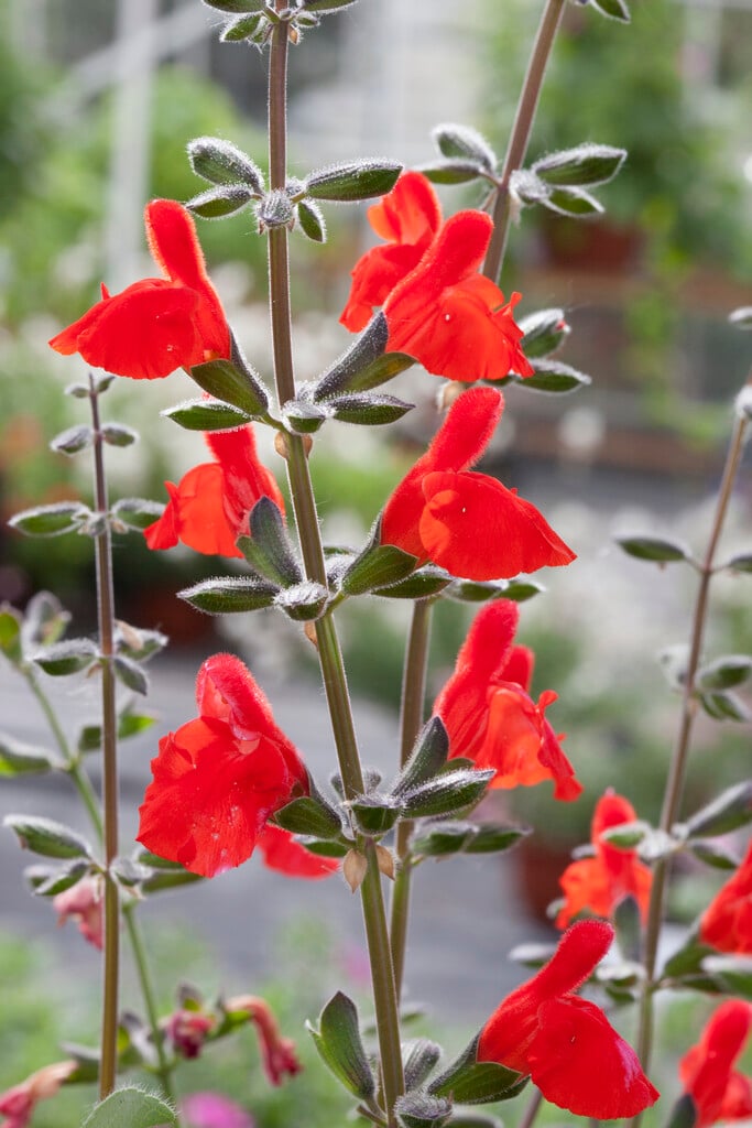 <i>Salvia</i> <i>blepharophylla</i> 'Painted Lady'