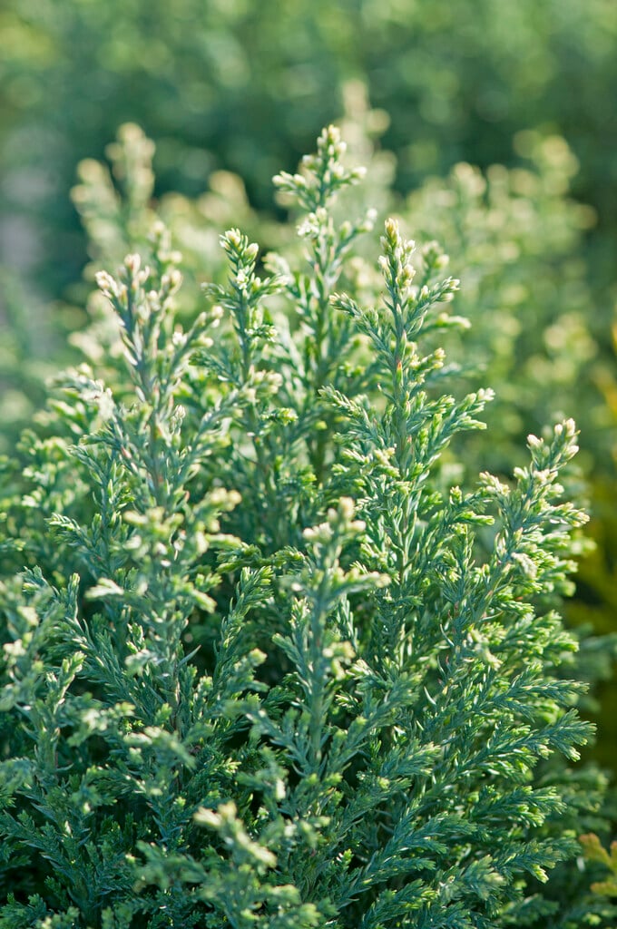 Lawson's cypress 'Snow White'