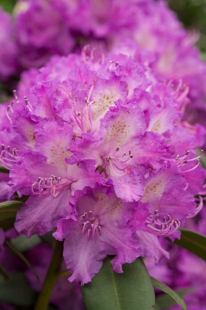 Rhododendron 'Purple Passion'PBR|rhododendron 'Purple Passion'/RHS Gardening