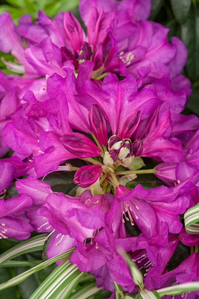 rhododendron 'Purple Passion'