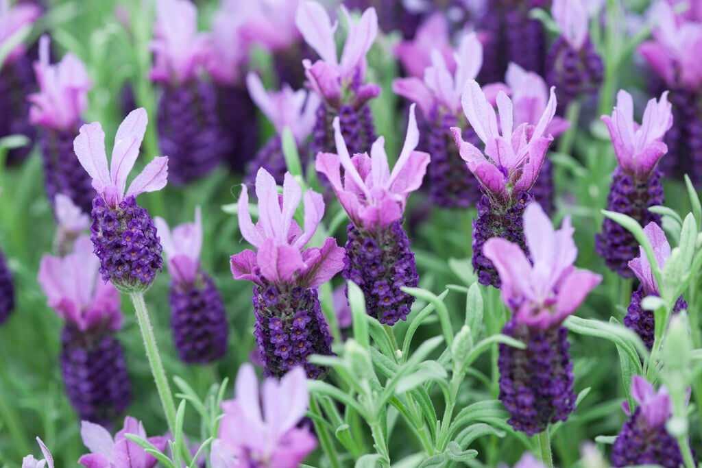French lavender 'Purple Wings'
