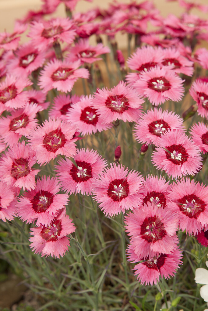 <i>Dianthus</i> 'Dora' (p)