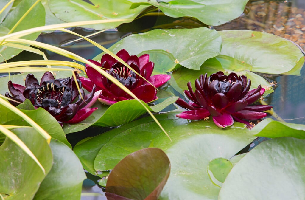 waterlily 'Black Princess'