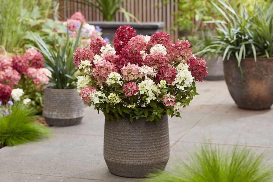<i>Hydrangea</i> <i>paniculata</i> 'Lc No27'