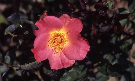 rose 'Irish Fireflame'