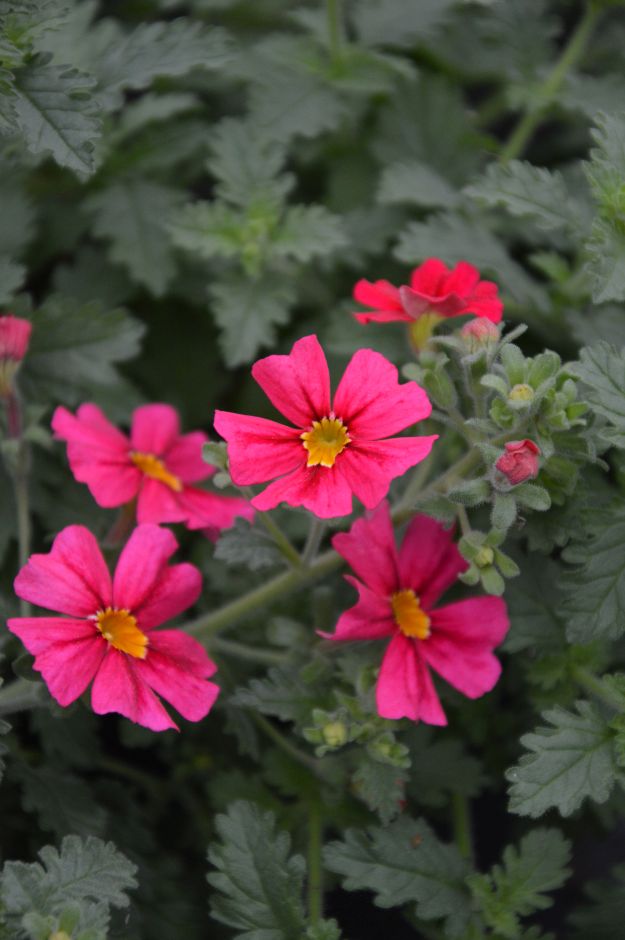 <i>Jamesbrittenia</i> 'Jammin' Coral'