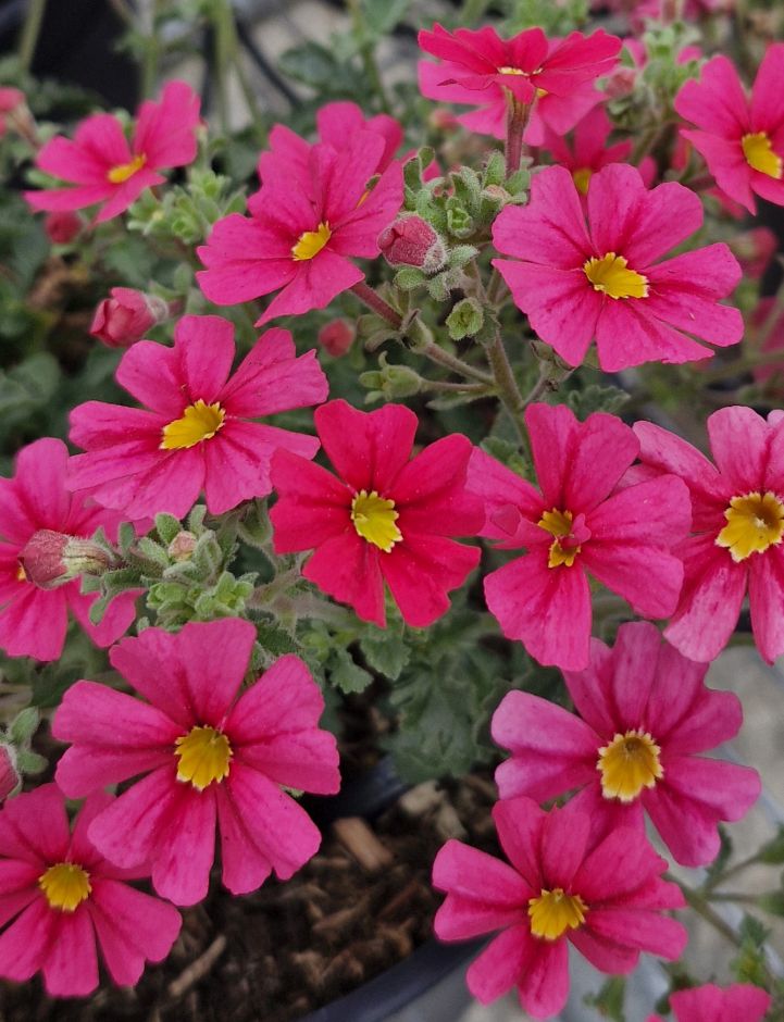 <i>Jamesbrittenia</i> 'Jammin' Coral'