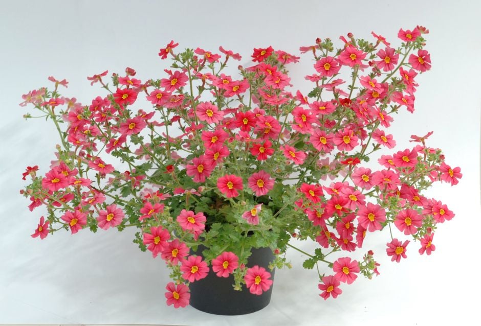 <i>Jamesbrittenia</i> 'Jammin' Coral'