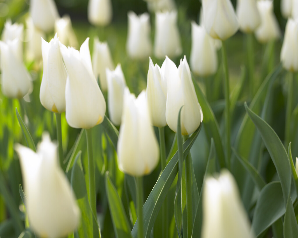 tulip 'White Elegance'