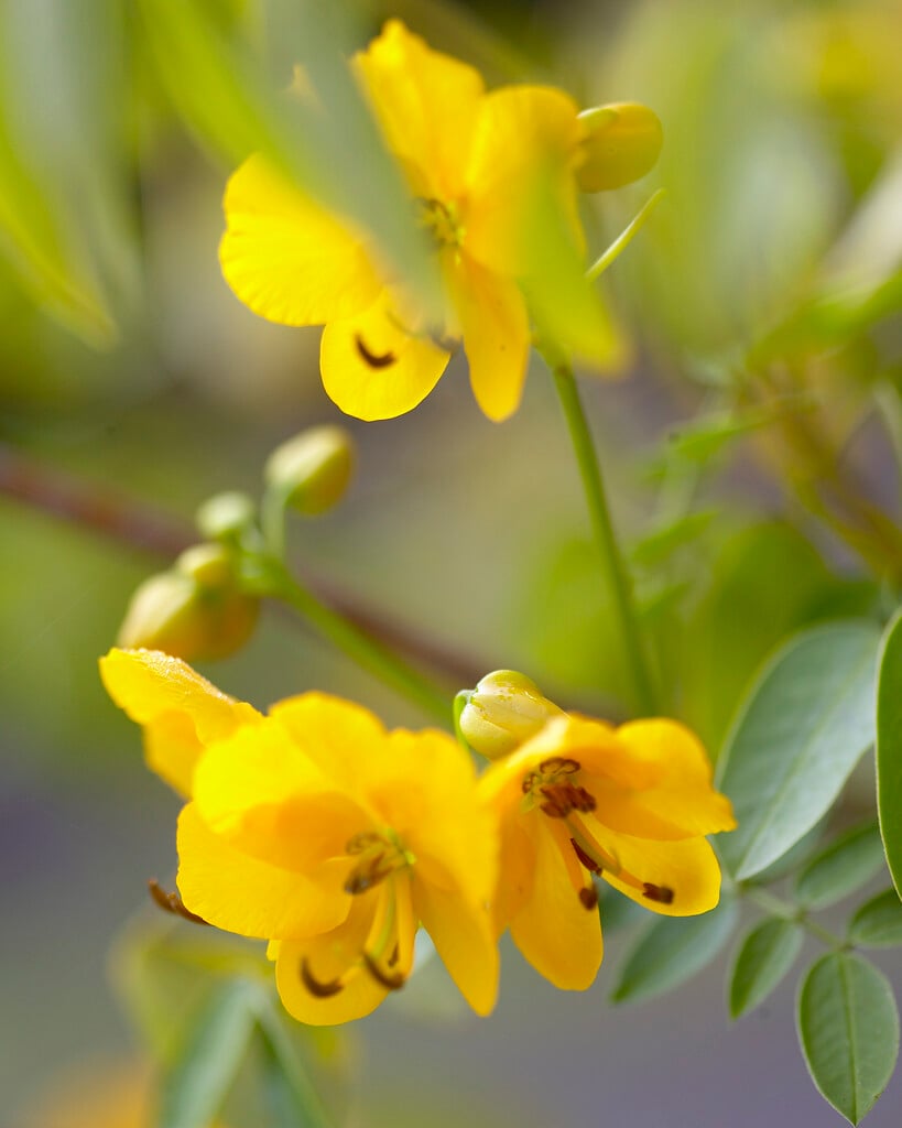 wild senna