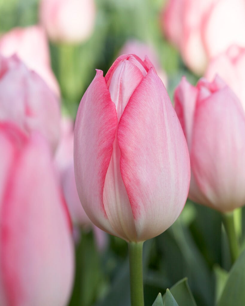 <i>Tulipa</i> 'Christmas Pearl' (1)