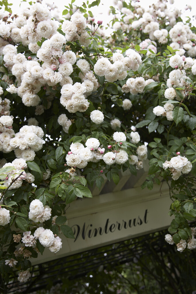 <i>Rosa</i> 'Creme' (S)