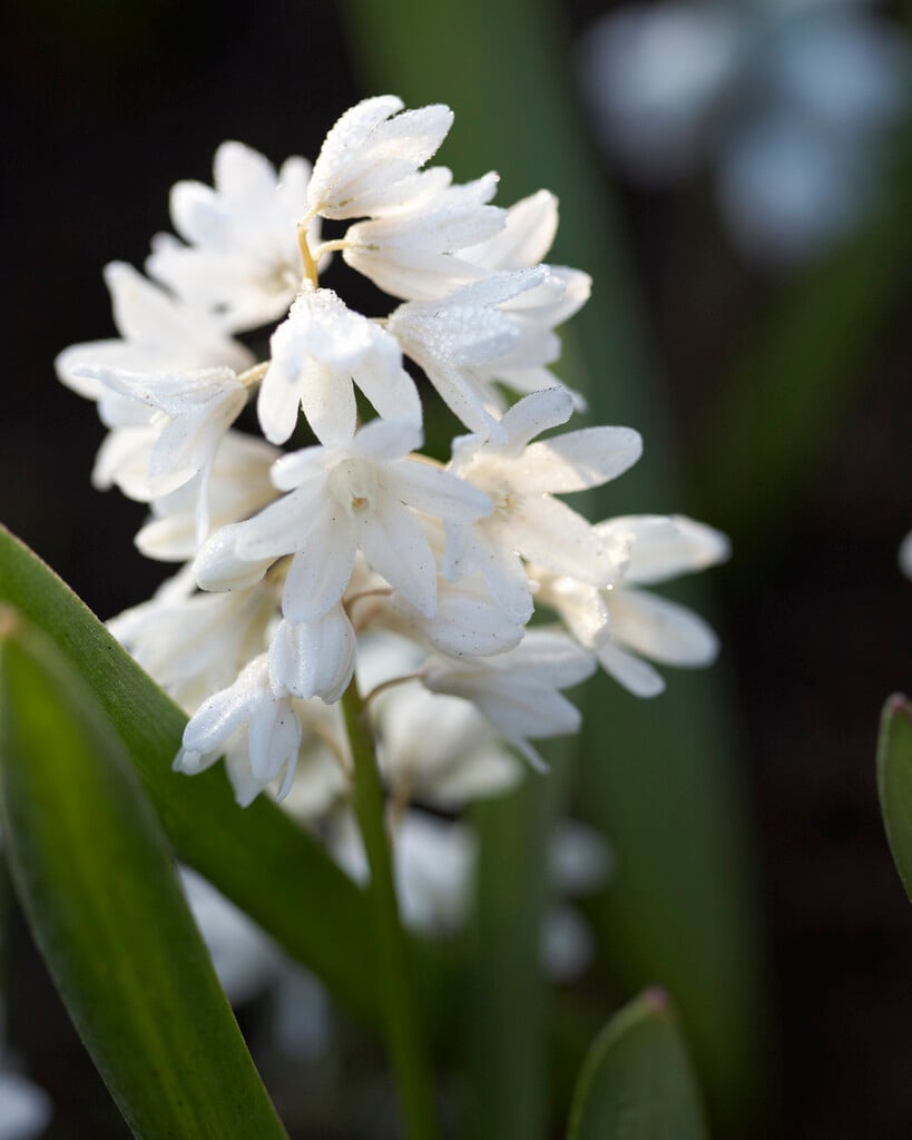 Puschkinia scilloides var. libanotica 'Alba'|Lebanon striped