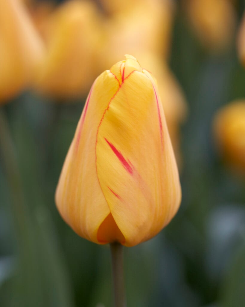 tulip 'Juliette'