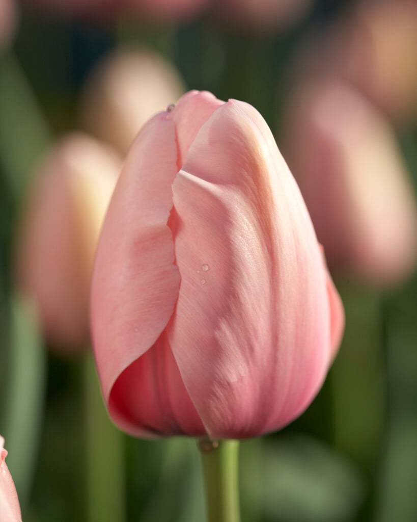 tulip 'Salmon Impression'
