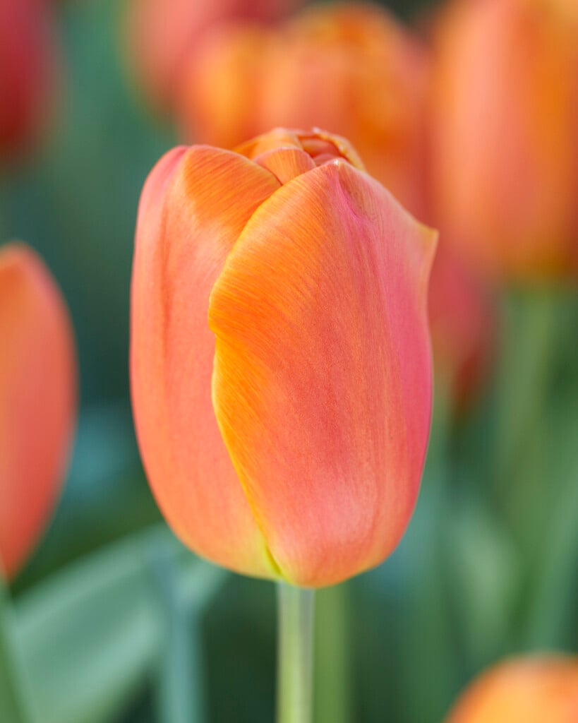 tulip 'Christmas Orange'