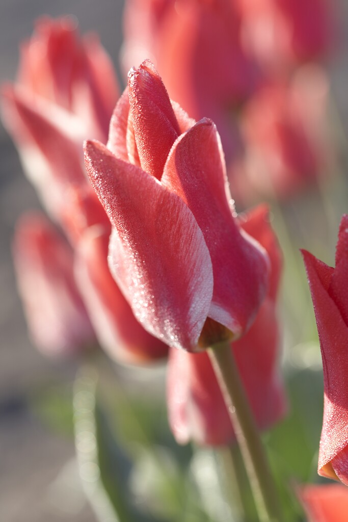 tulip 'Shakespeare'