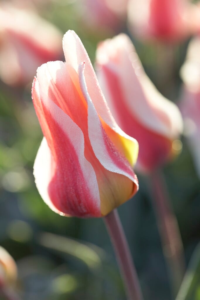 tulip 'The First'