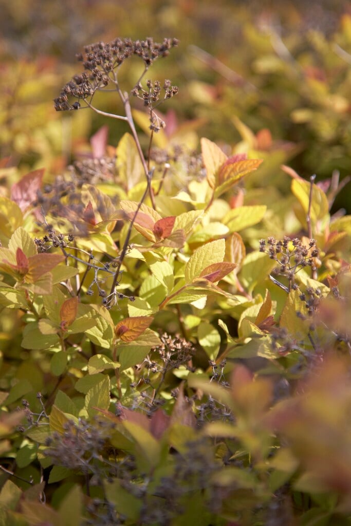 Japanese spiraea Golden Princess