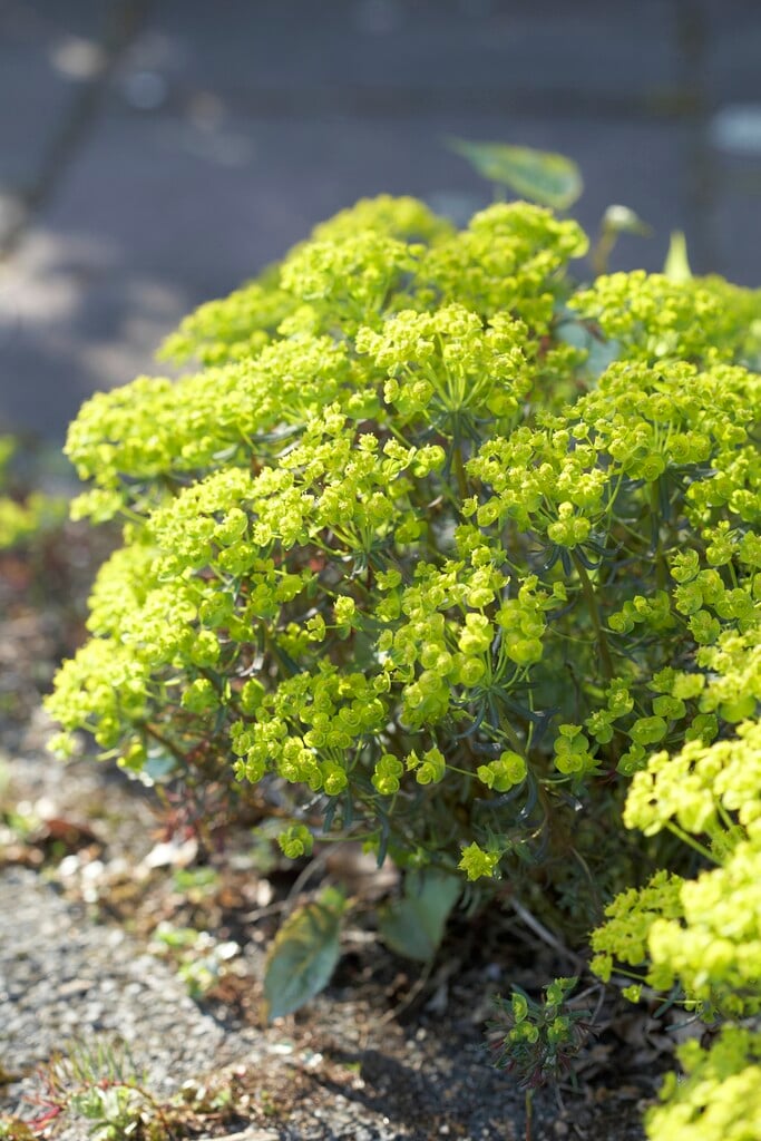 cypress spurge 'Fens Ruby'