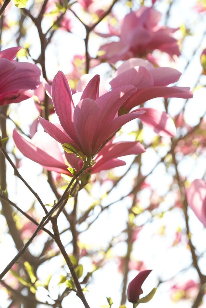 magnolia 'Iolanthe'