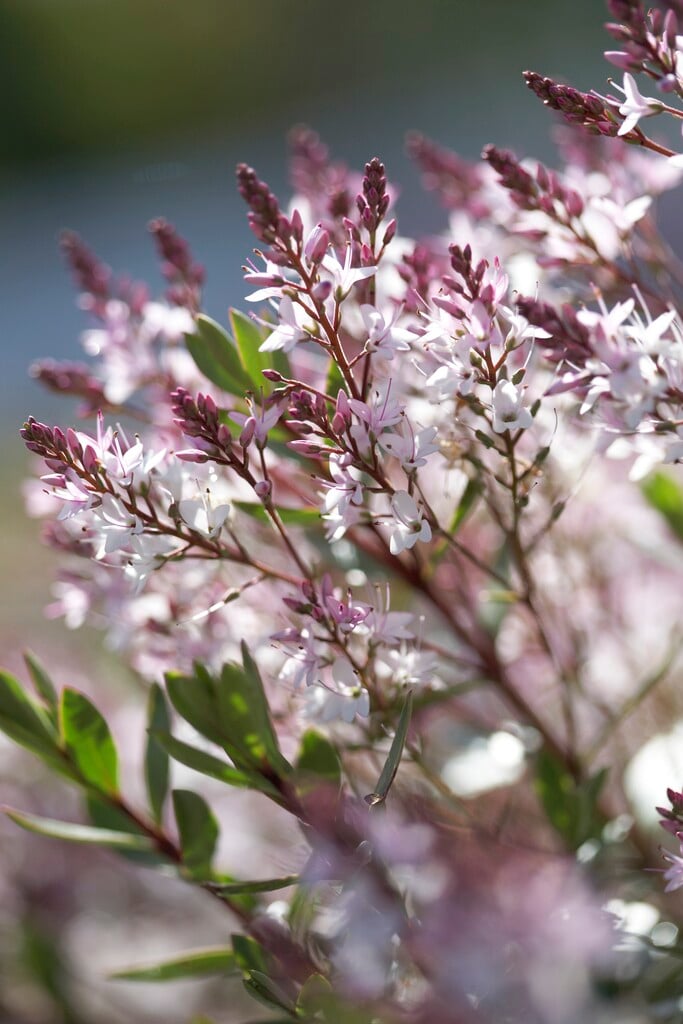 hebe 'Pearl of Paradise'