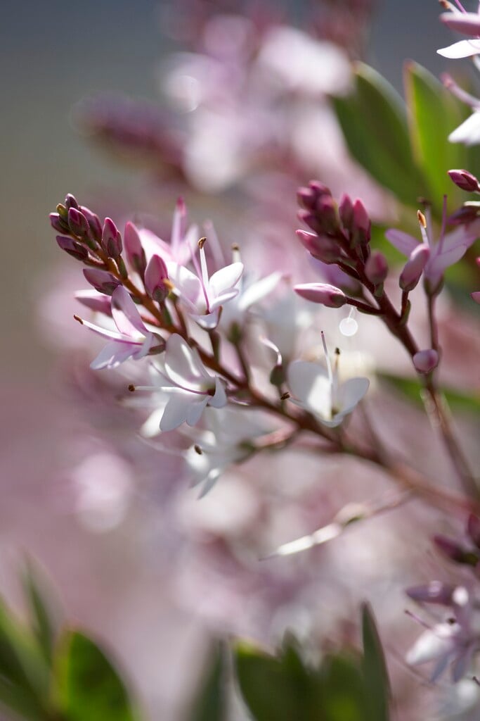 hebe 'Pearl of Paradise'