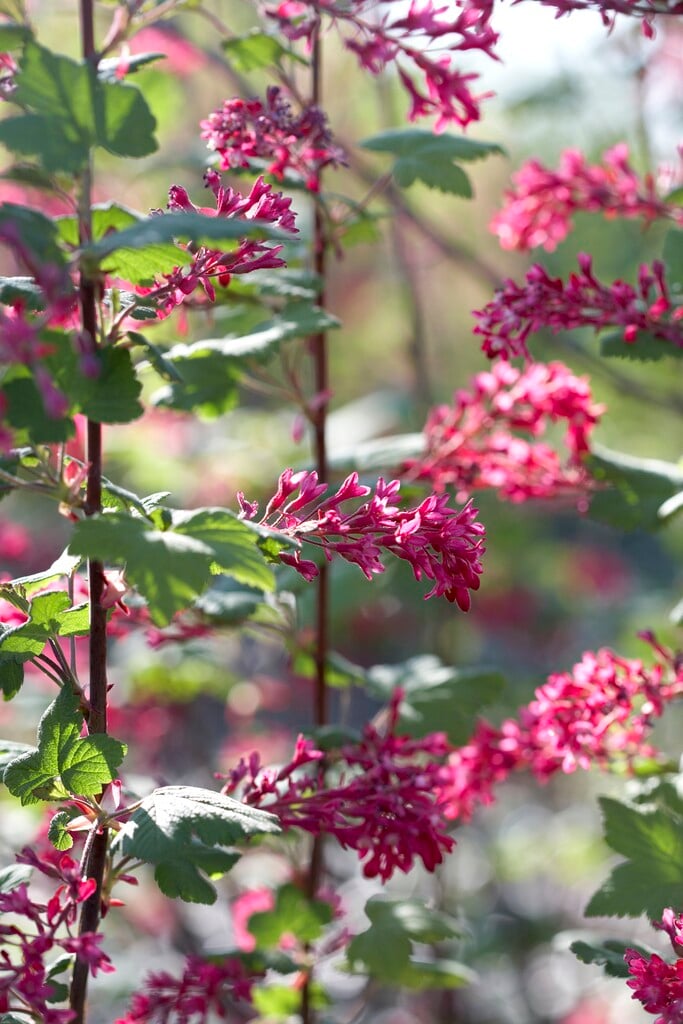 <i>Ribes</i> <i>sanguineum</i> 'Splendens'