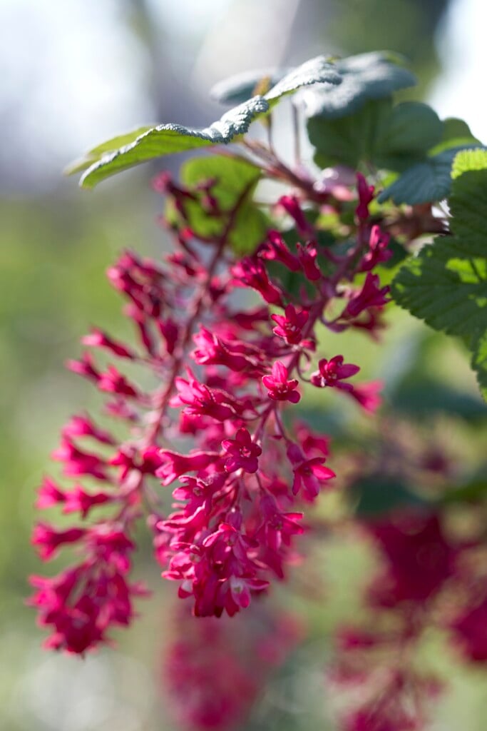 <i>Ribes</i> <i>sanguineum</i> 'Splendens'