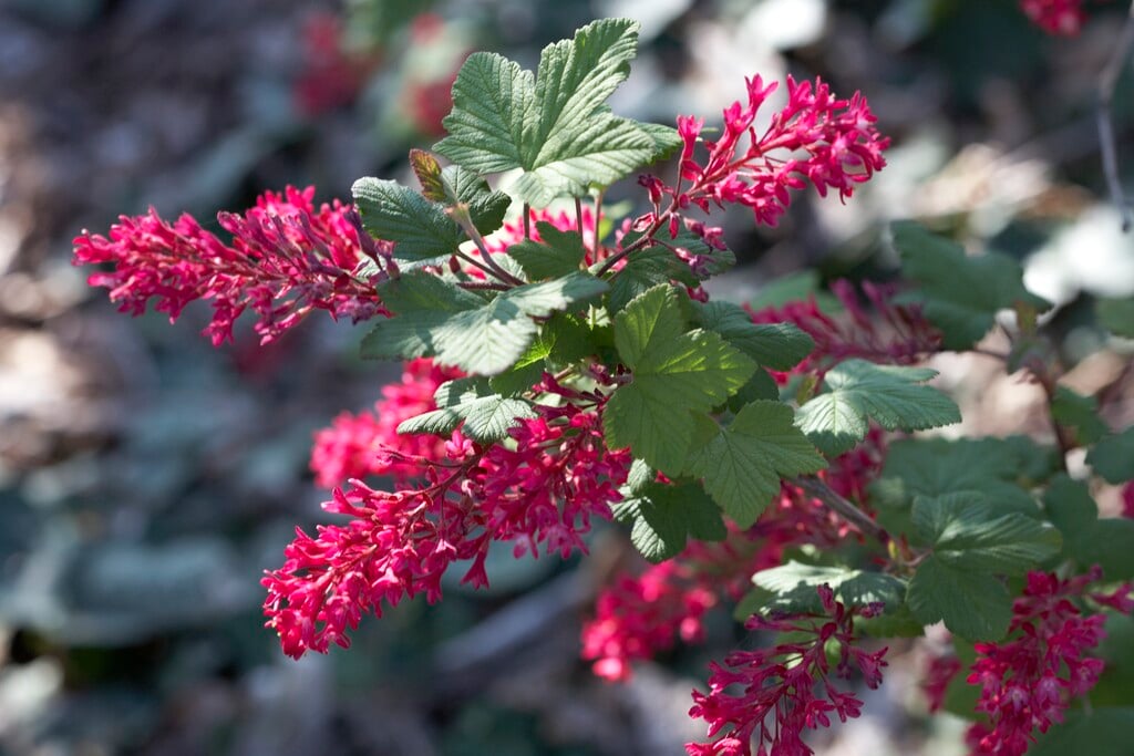 <i>Ribes</i> <i>sanguineum</i> 'Splendens'