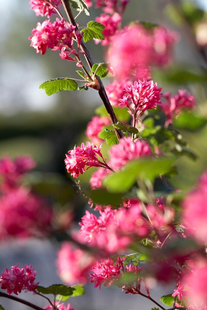 flowering currant 'Pink Rain'