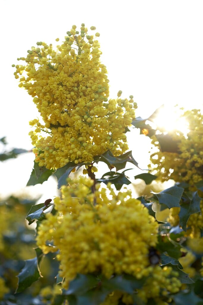 <em>Mahonia</em> <em>aquifolium</em> 'Smaragd'