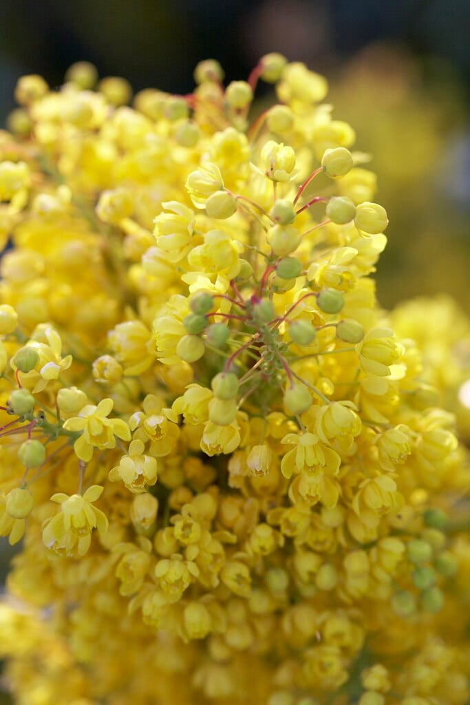 <em>Mahonia</em> <em>aquifolium</em> 'Smaragd'