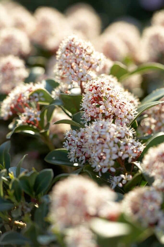 Japanese skimmia 'Rubinetta'