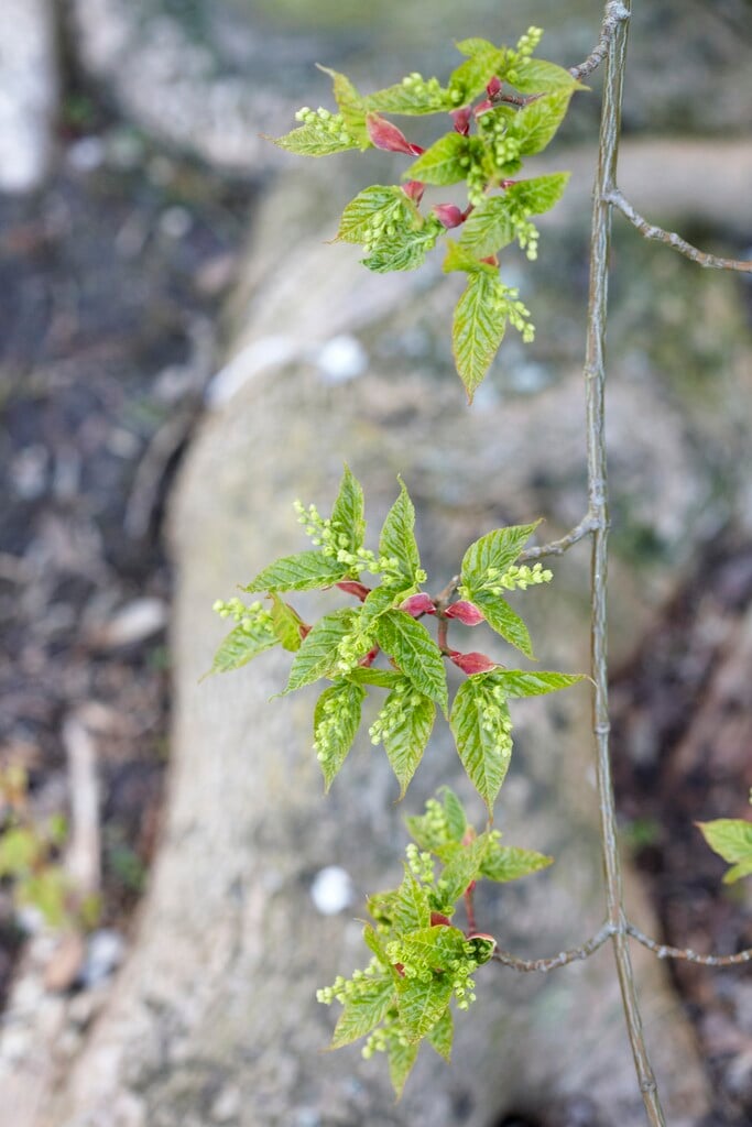 Père David's maple 'Rosalie'