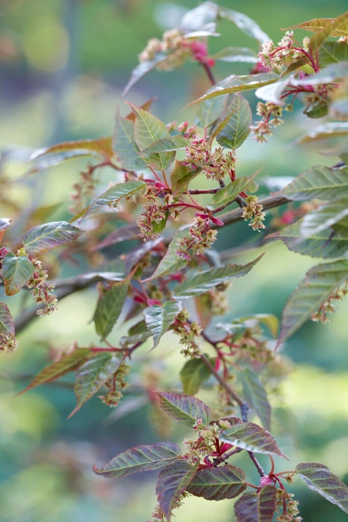 maple 'Serpentine'