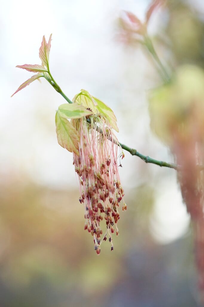 <em>Acer</em> <em>negundo</em> 'Aureomarginatum' (v)