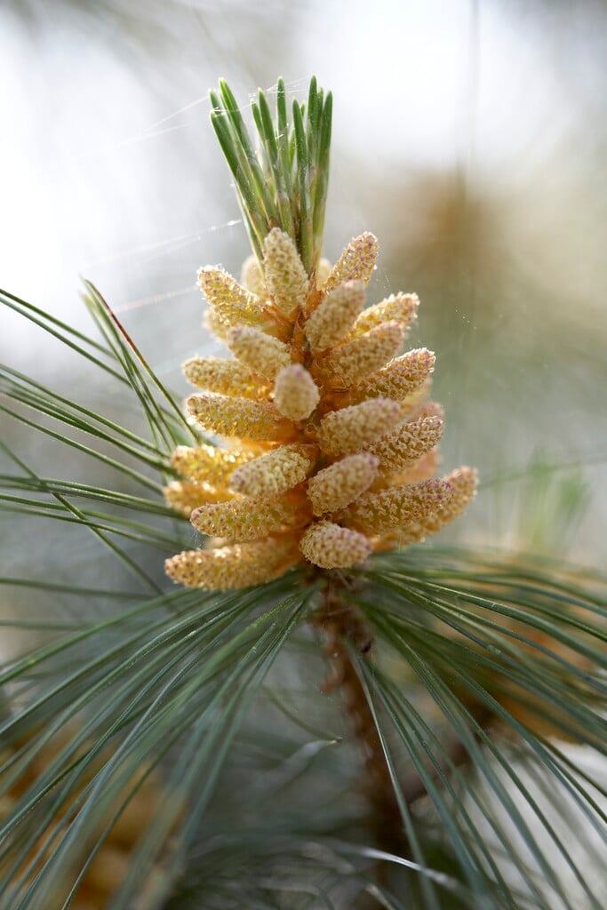 Schwerin's pine