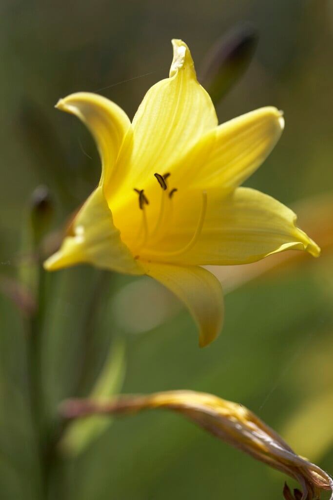 late yellow daylily