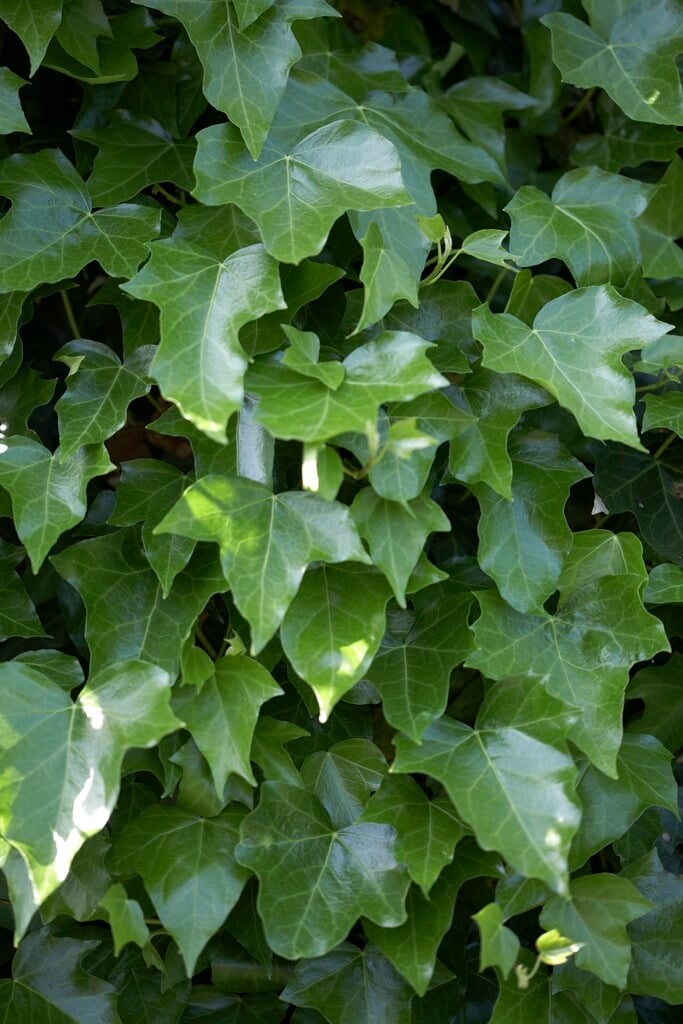 Irish ivy 'Sagittifolia'