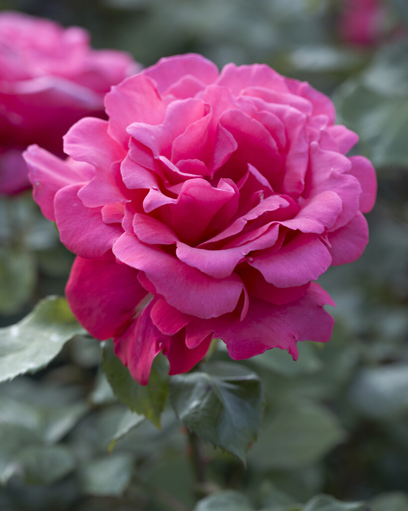 rose 'Mullard Jubilee'