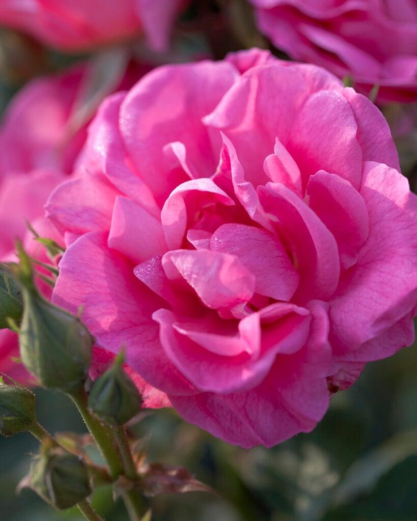 rose 'Melrose'