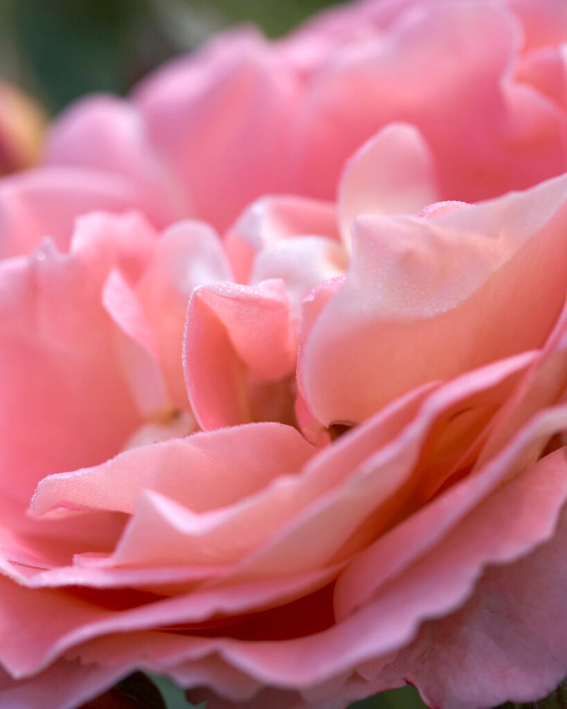 rose [Bonita] ('Poulen009')