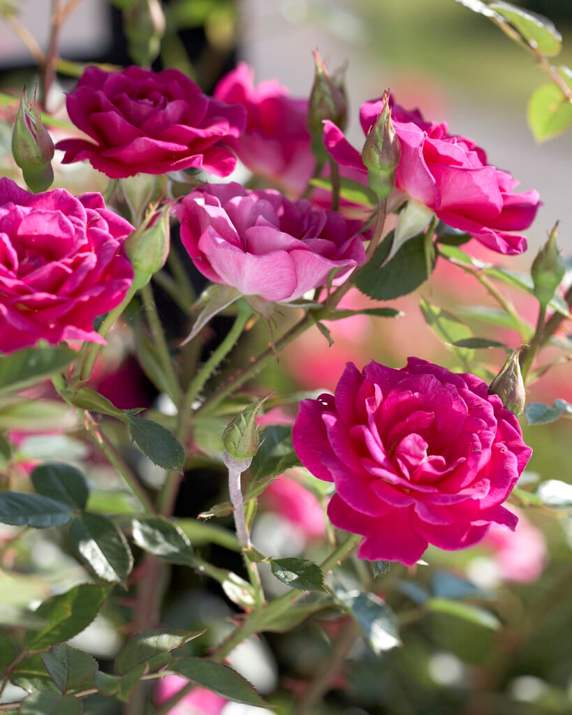 rose [Gloriana]
