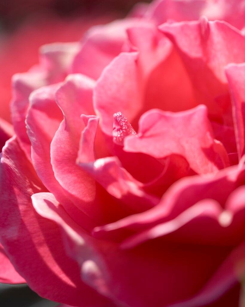 rose [Brave Heart]