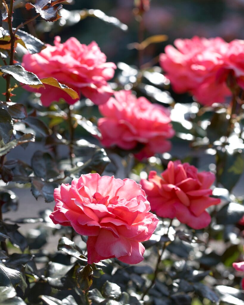 rose [Brave Heart]